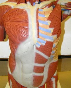 Anterior view of torso showing muscles and ribs