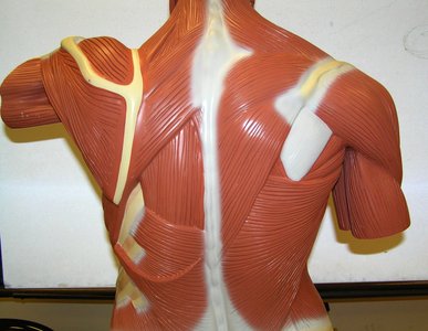Posterior view of upper torso showing back muscles
