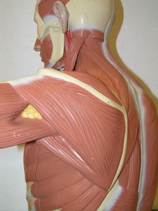 Lateral view of upper torso showing shoulder and arm muscles