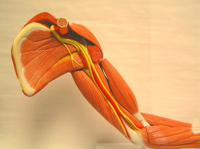 Cross-section of upper arm showing muscles and nerves
