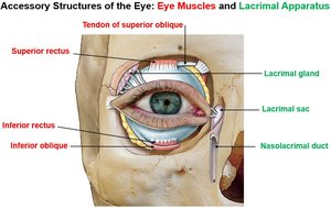 Accessory structures of the eye: eye muscles and lacrimal apparatus