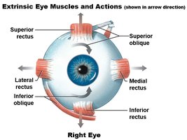Extrinsic eye muscles and their actions