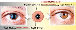 Pupillary sphincter and dilator muscles controlling pupil size