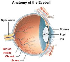 Anatomy of the eyeball showing tunics and major structures