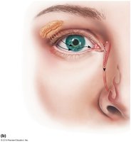 Tear drainage pathway from lacrimal gland to nasal cavity