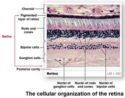 Cellular organization of the retina: ganglion, bipolar, and photoreceptor layers
