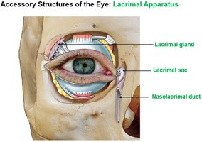 Accessory structures of the eye: lacrimal apparatus