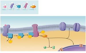 G protein–linked receptor signaling
