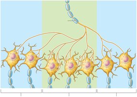 Simple neuronal pool structure