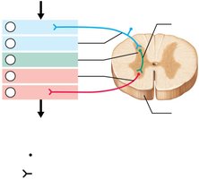 Simple reflex arc