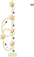 Reverberating circuit