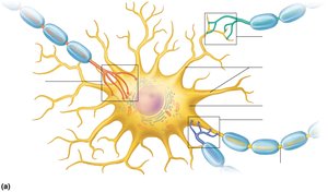 Types of synaptic connections on a neuron