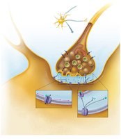 Chemical synapse transmission steps