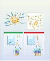 EPSPs and IPSPs summation in neurons