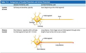 Comparison of graded and action potentials: location and distance
