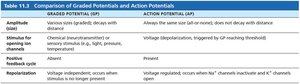Comparison of graded and action potentials: amplitude and stimulus