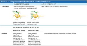 Comparison of graded and action potentials: summation and function