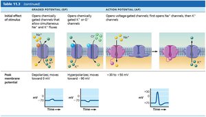 Comparison of graded and action potentials: initial effect and peak potential