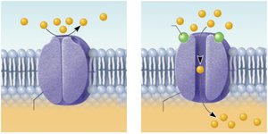 Channel-linked receptor mechanism