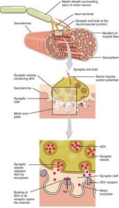 Diagram of T-tubule and sarcoplasmic reticulum showing calcium release