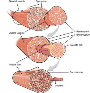 Diagram of skeletal muscle organization showing epimysium, perimysium, endomysium, fascicles, and muscle fibers