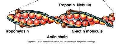 Diagram of actin filament with troponin and tropomyosin