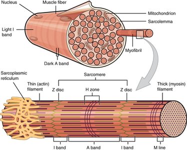 Diagram of muscle fiber showing myofibrils, sarcolemma, and mitochondria