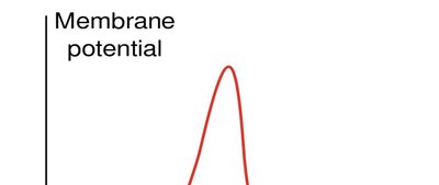 Action potential graph