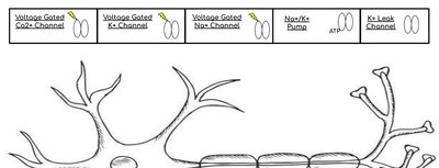 Neuron diagram with labeled ion channels