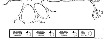 Neuron diagram with labeled chemically gated channels
