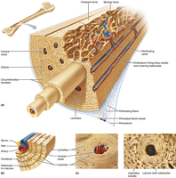 Compact bone structure