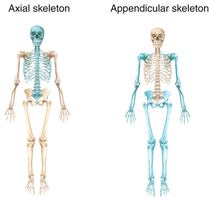 Axial and appendicular skeleton