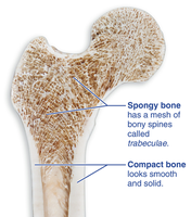 Spongy and compact bone