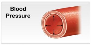 Relationship between vessel area and blood velocity
