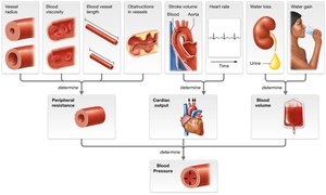 Factors determining blood pressure