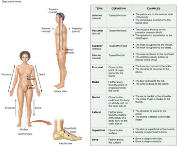 Directional terms and examples