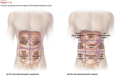 Abdominopelvic quadrants and regions