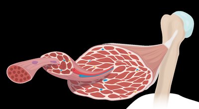 Muscle structure showing bundles and connective tissue