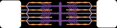 Muscle fiber cross-section and sarcoplasmic reticulum