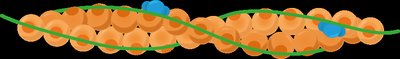 Sarcomere protein structure