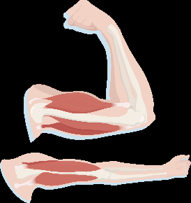 Muscle anatomy of the arm