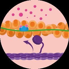 Neuromuscular junction