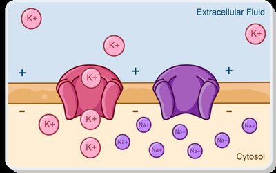 Depolarization