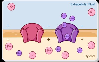 Repolarization