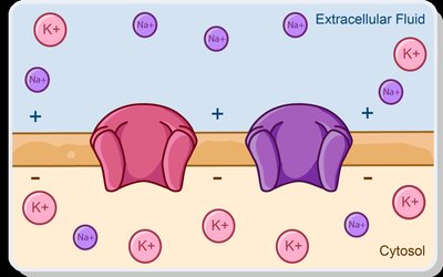 Action potential and ion movement