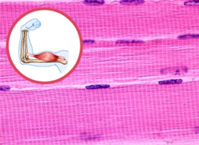 Skeletal muscle tissue under microscope