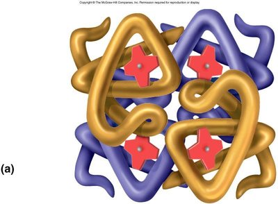 Hemoglobin structure
