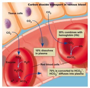 Carbon dioxide transport in venous blood