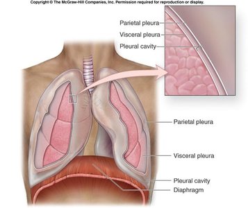 Anatomy of pleural cavity and pleura