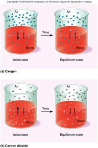 Gas diffusion between air and blood